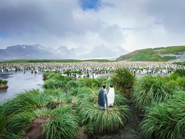 Falklands, South Georgia and Antarctica cruise