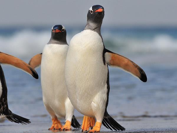 Falklands, South Georgia and Antarctica cruise