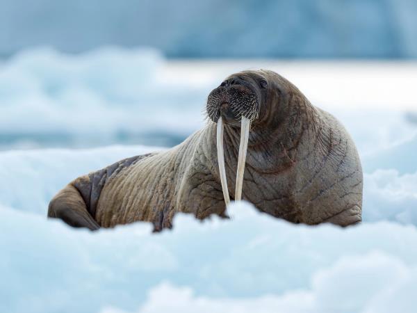 Luxury Spitsbergen small ship cruise
