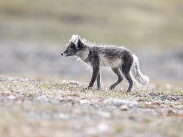 Luxury Spitsbergen small ship cruise