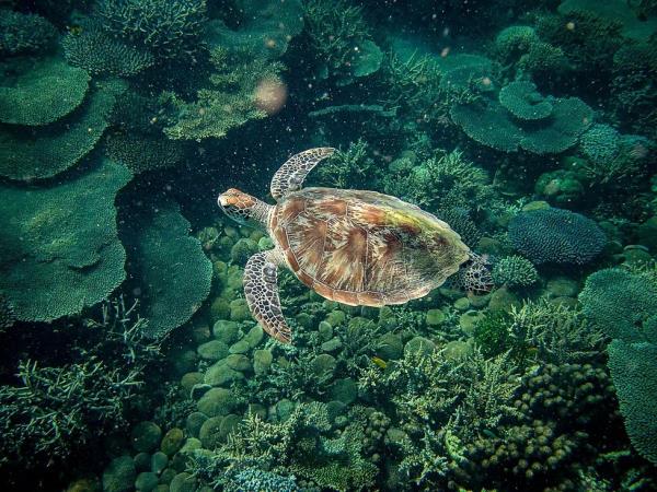 Madagascar small ship cruise, Nosy Be to Durban