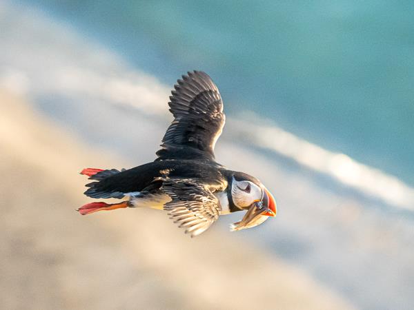 Iceland photography tour, puffins in the Arctic Circle
