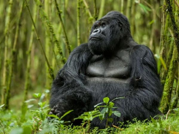 Rwanda primates & national parks adventure