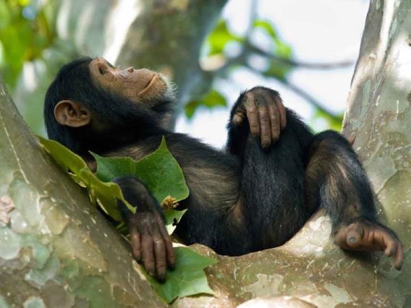 Rwanda primates & national parks adventure