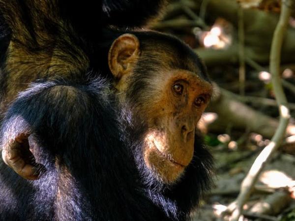 Rwanda primates & national parks adventure