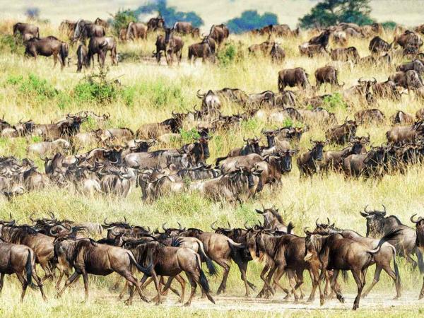 Great migration small group safari, Tanzania