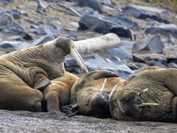 Norway and Spitsbergen luxury cruise,Tromso roundtrip