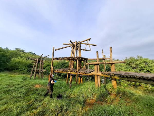 Volunteer with chimpanzees, South Africa