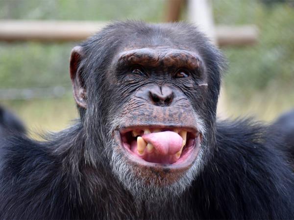 Volunteer with chimpanzees, South Africa