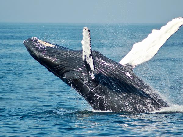 Watersports and whale watching vacation, South Africa