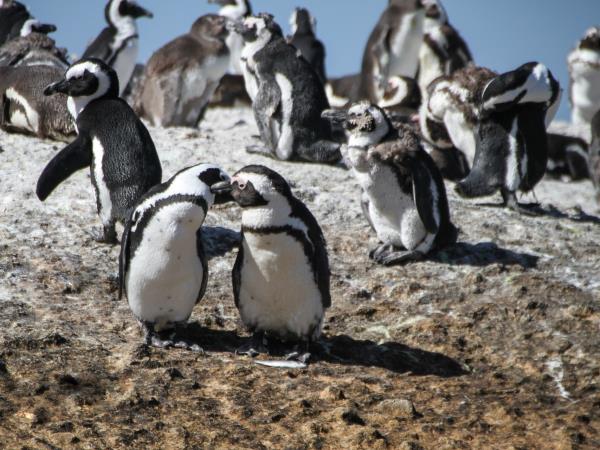 Cape Town and Kwazulu Natal adventure, South Africa