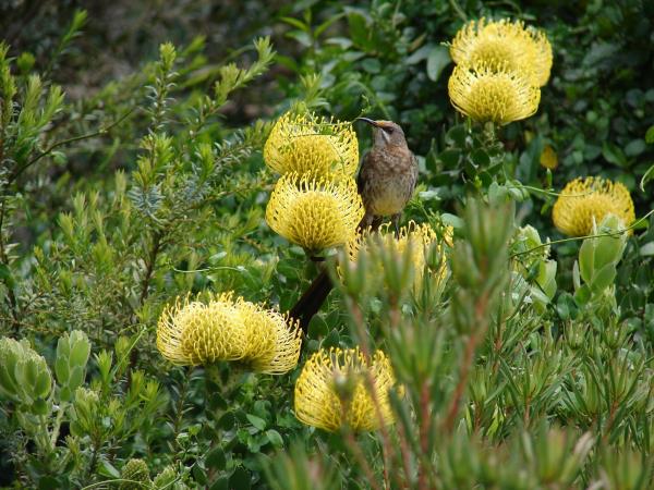 South Africa botanical holiday