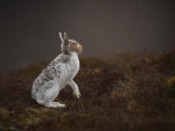 Scotland wildlife photography vacation
