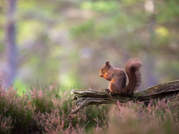 Scotland wildlife photography vacation