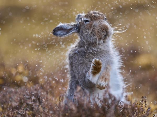 Scotland wildlife photography vacation