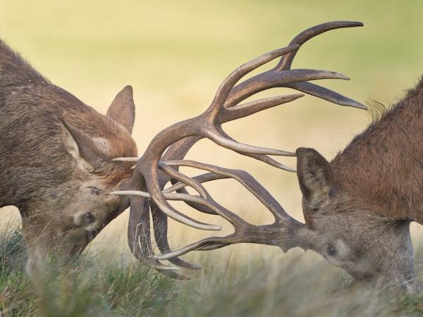 Scotland wildlife photography vacation