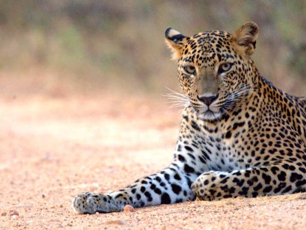 Sri Lanka South Coast tailor made tour