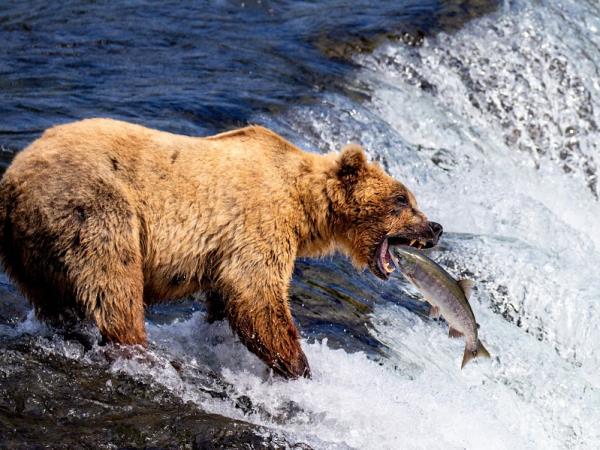 Alaska tour, glaciers and grizzly bears
