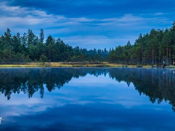 Wolf tracking in Sweden vacation