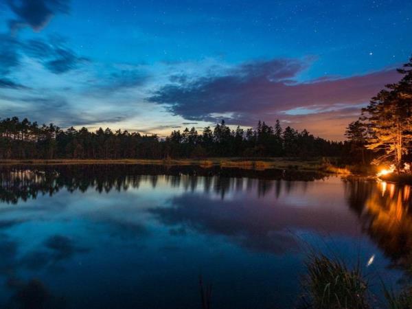 Wolf tracking in Sweden vacation