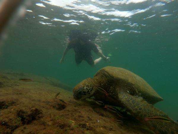 Galapagos volunteer and travel vacation, 3 weeks