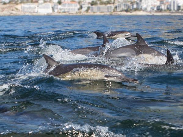 Watersports and whale watching vacation, South Africa