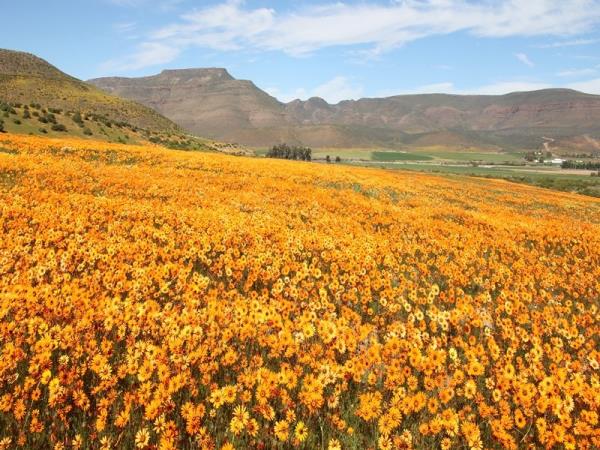 South Africa botanical holiday