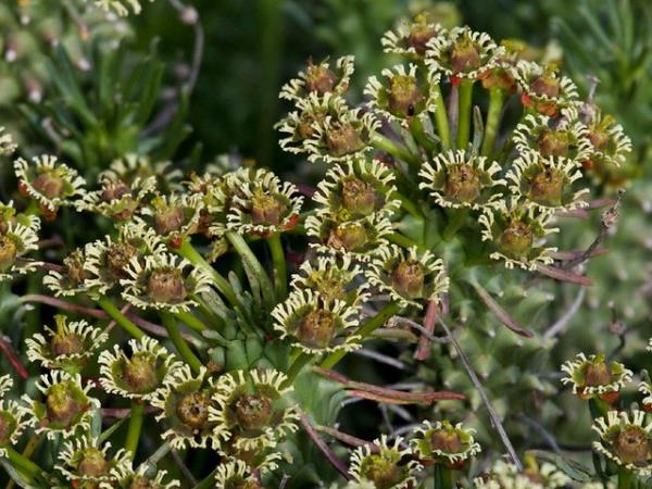 South Africa botanical holiday