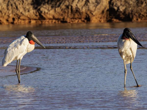 Northern Argentina wildlife vacation