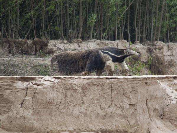 Northern Argentina wildlife vacation