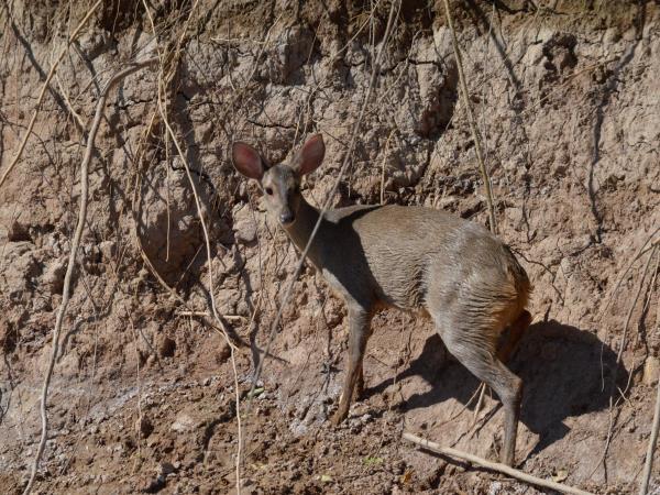 Northern Argentina wildlife vacation