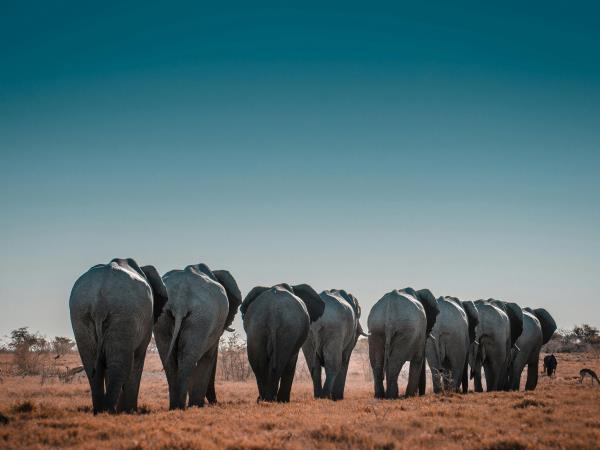 Namibia fly and drive safari
