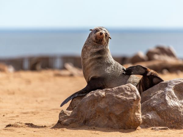 Namibia fly and drive safari