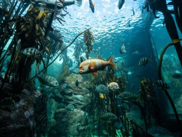 Snorkelling and diving vacation, South Africa