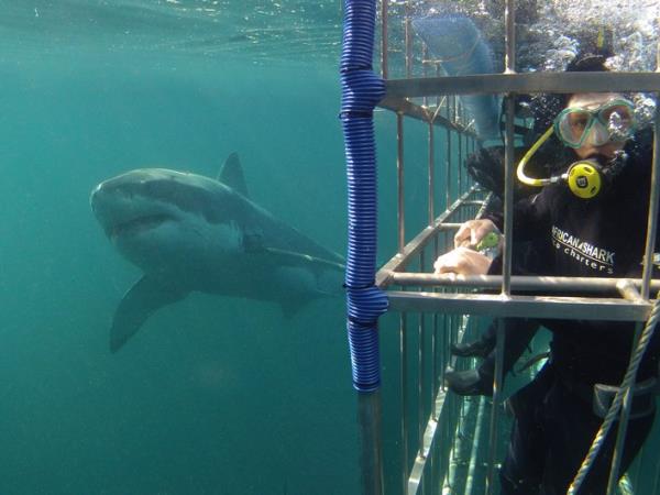 Snorkelling and diving vacation, South Africa