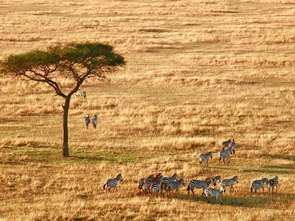 Luxury Tanzania safari & Lake Victoria