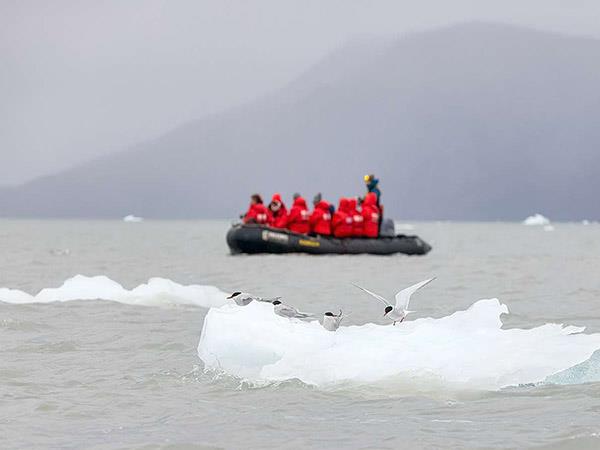 Greenland cruise and northern lights