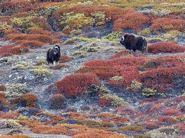 Greenland cruise and northern lights