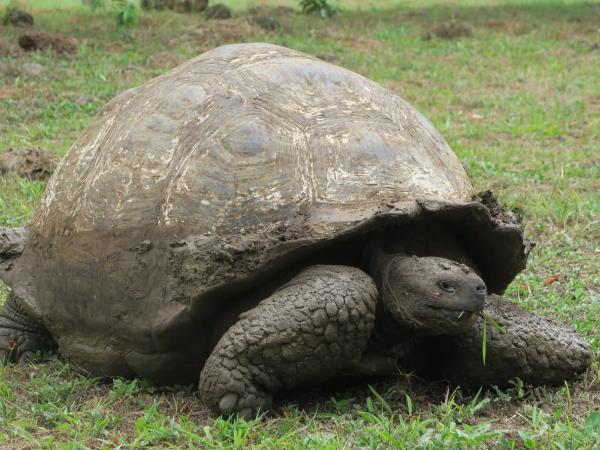 Galapagos volunteer and travel vacation, 3 weeks