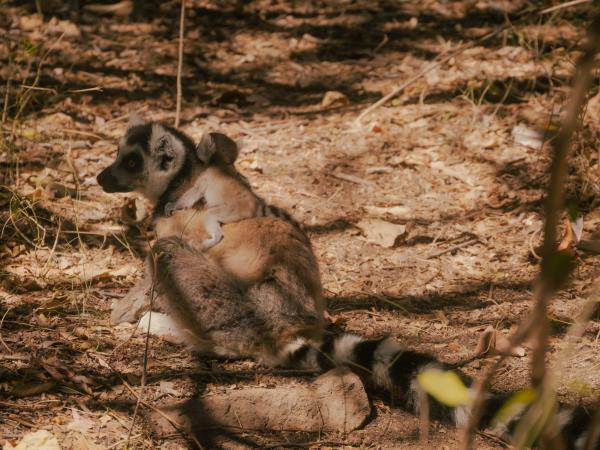 Madagascar 11 day trekking holiday