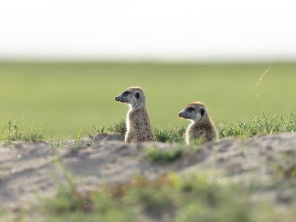 Botswana wildlife and cultural adventure vacation
