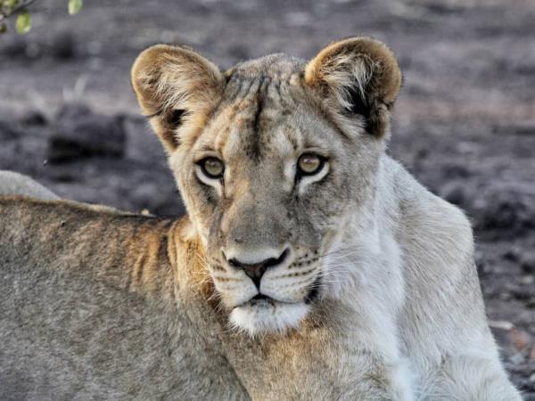 Chobe and Victoria Falls adventure vacation, Botswana