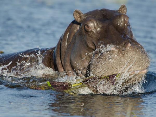 Chobe and Victoria Falls adventure vacation, Botswana