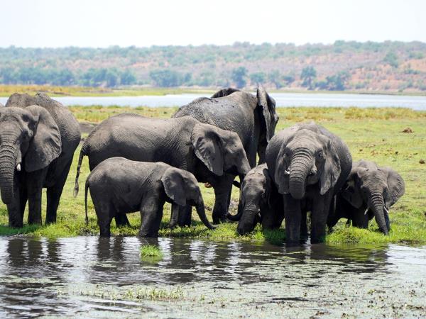 Chobe and Victoria Falls adventure vacation, Botswana