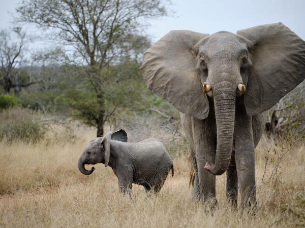 South Africa wildlife photography safari