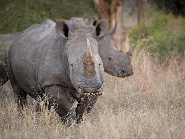 South Africa wildlife photography safari