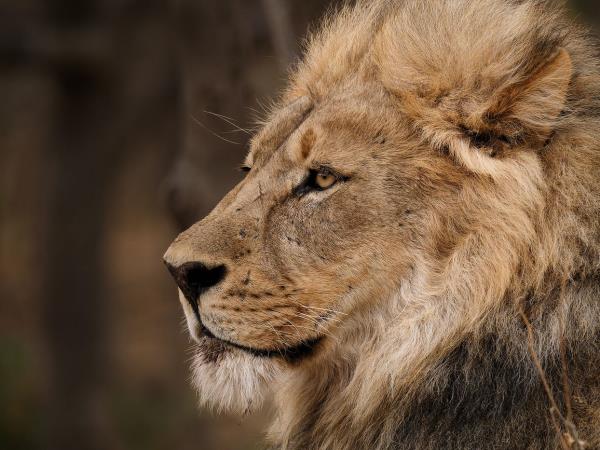South Africa wildlife photography safari