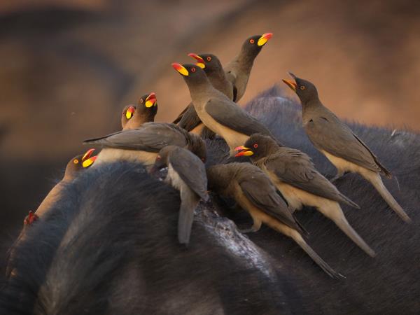 South Africa wildlife photography safari