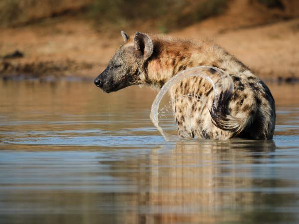 South Africa wildlife photography safari