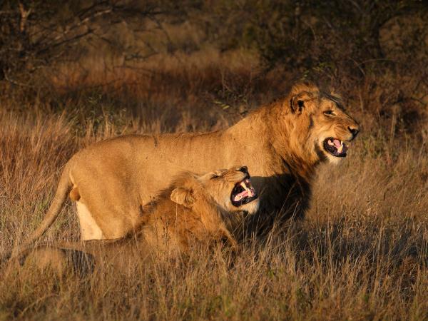 South Africa wildlife photography safari